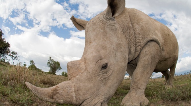 Only Six Northern White Rhinos Left, Extinction Looming