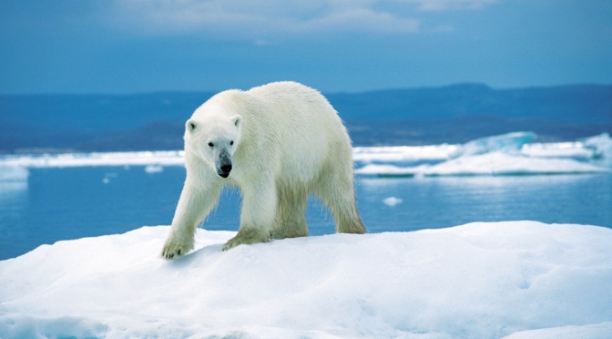 Shrinking Polar Bear Population Could Be Tied To Climate Change