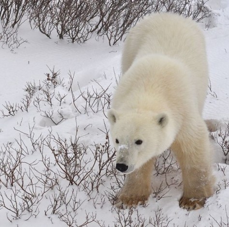 Polar_Bear,_Churchill,_Manitoba,_Canada.