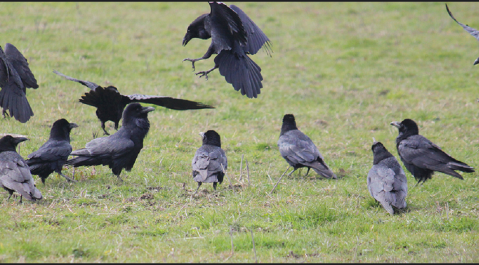 Are Ravens As Socially Savvy as Humans?
