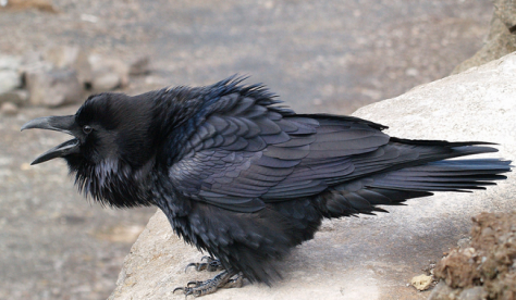 Ravens communicate with specific calls (Images: Flikr)